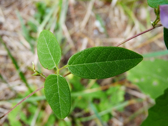 {Galactia volubilis}